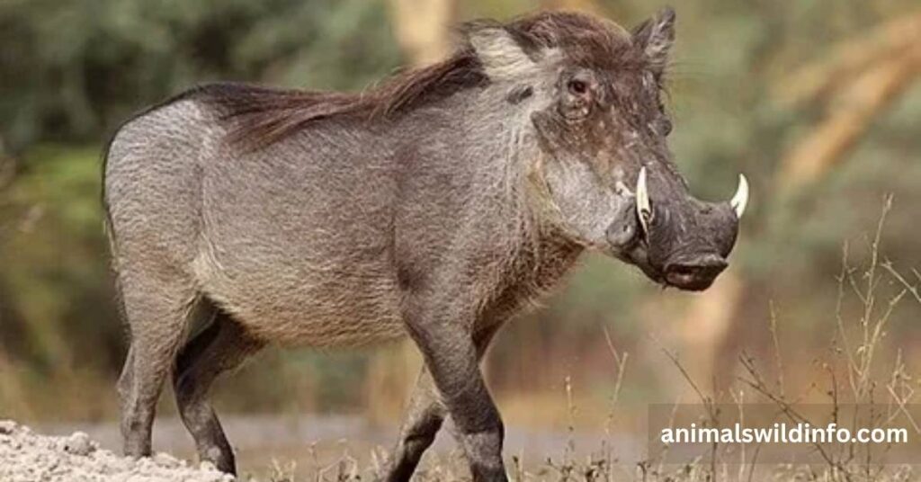 Warthog