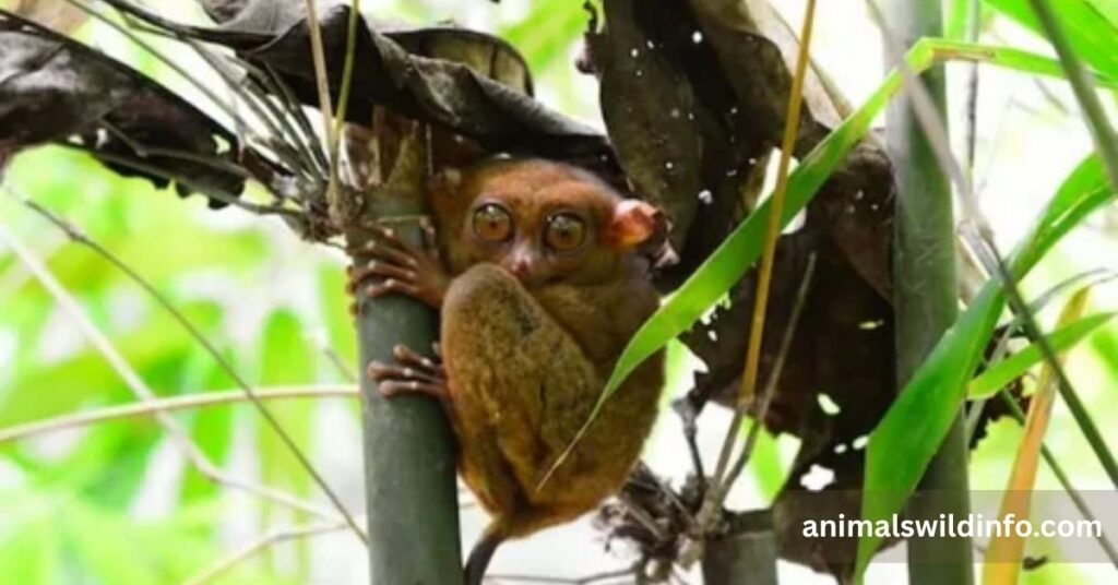 Weakest Animals in the World