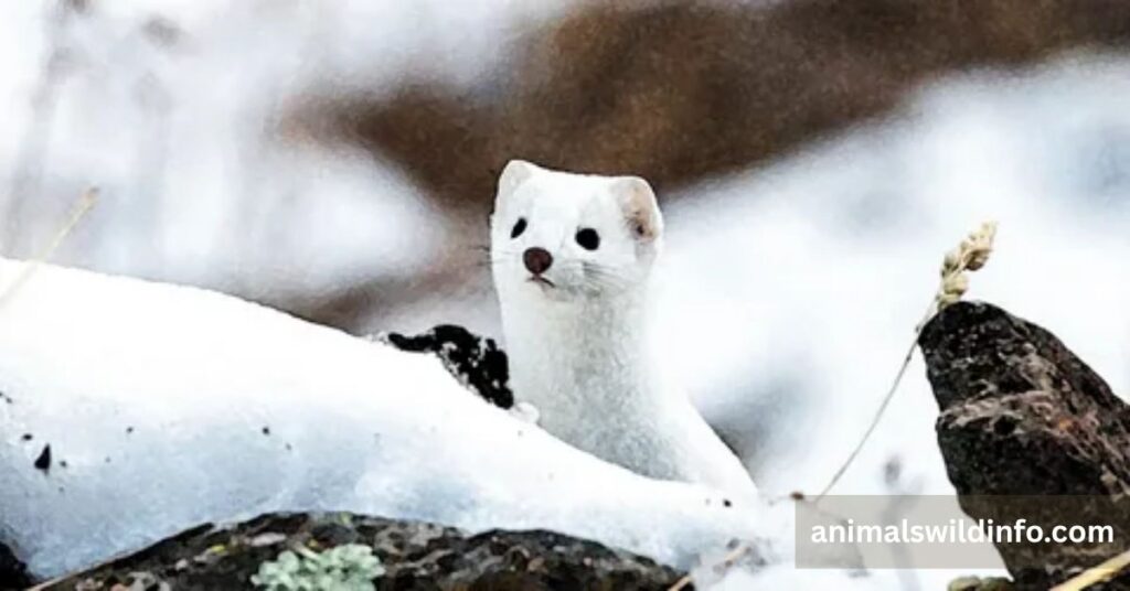 Weasel