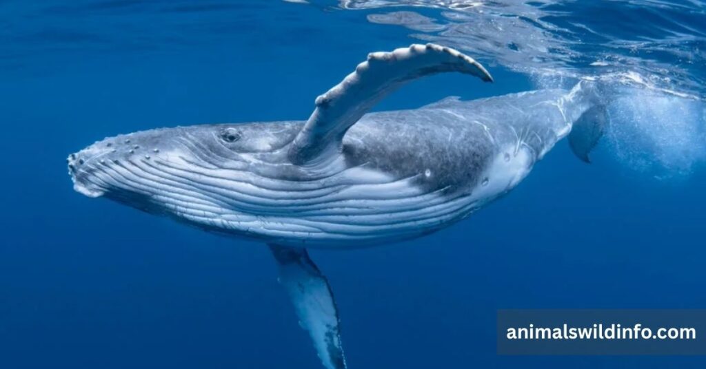 Whale