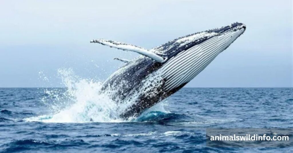 Whale