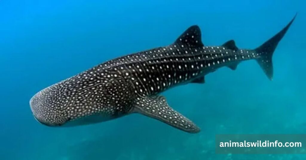 Whale Shark