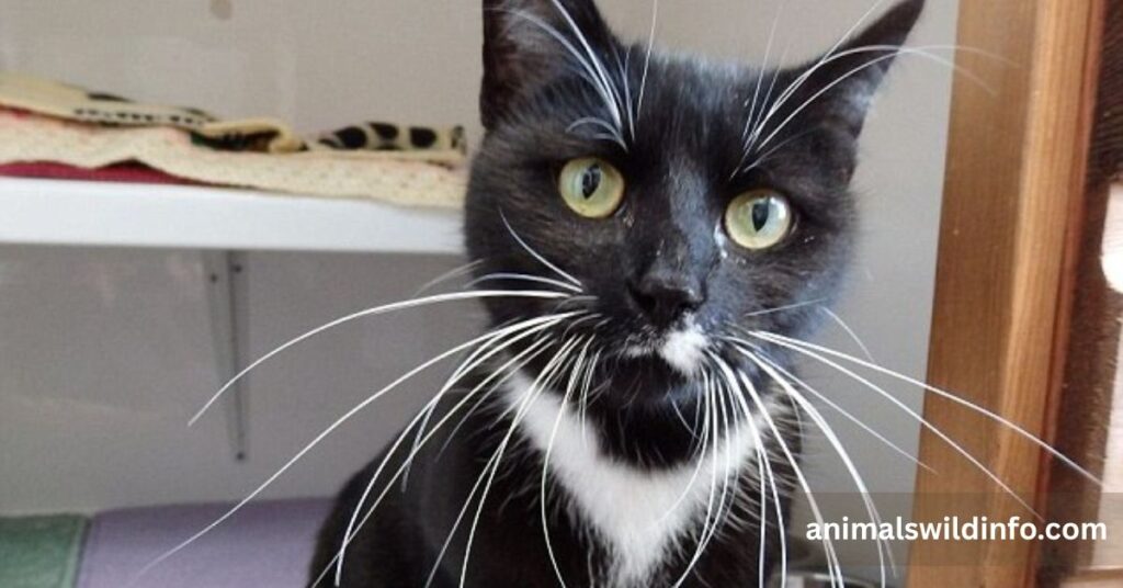 What Are Animal Whiskers Made Of?