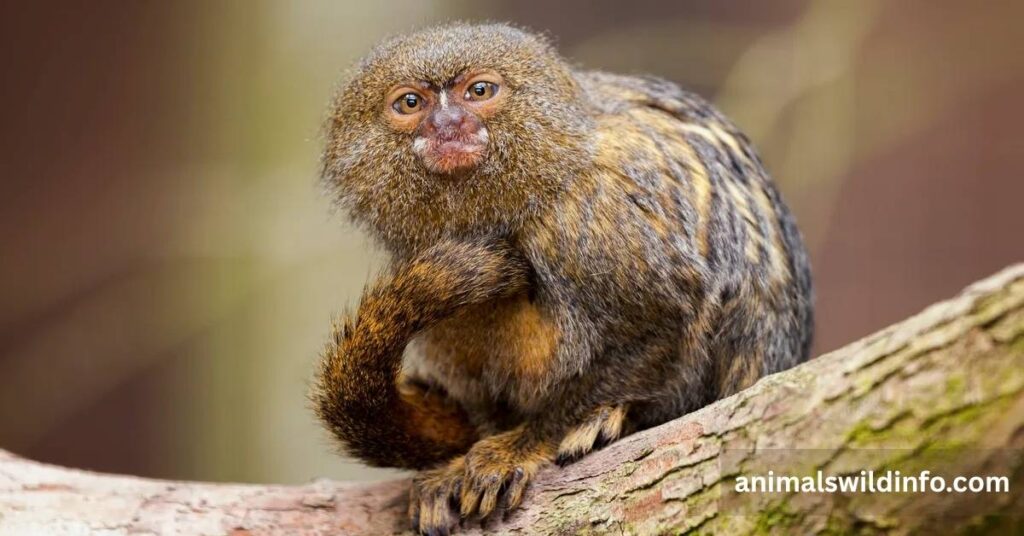 What Are Small Monkey Breeds?