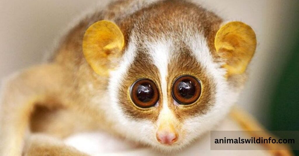 What Makes an Animal's Eyes So Large?