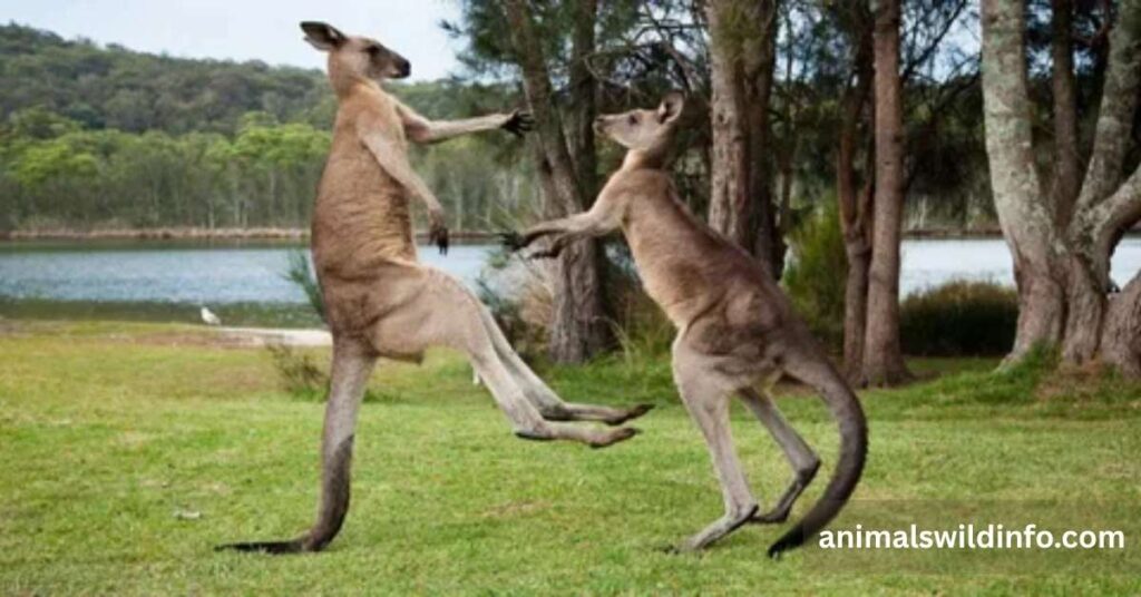 Why Are Kangaroos So Strong?