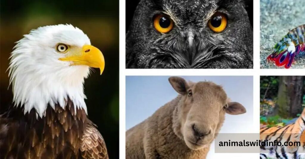 Why Big Eyes Help Animals Survive