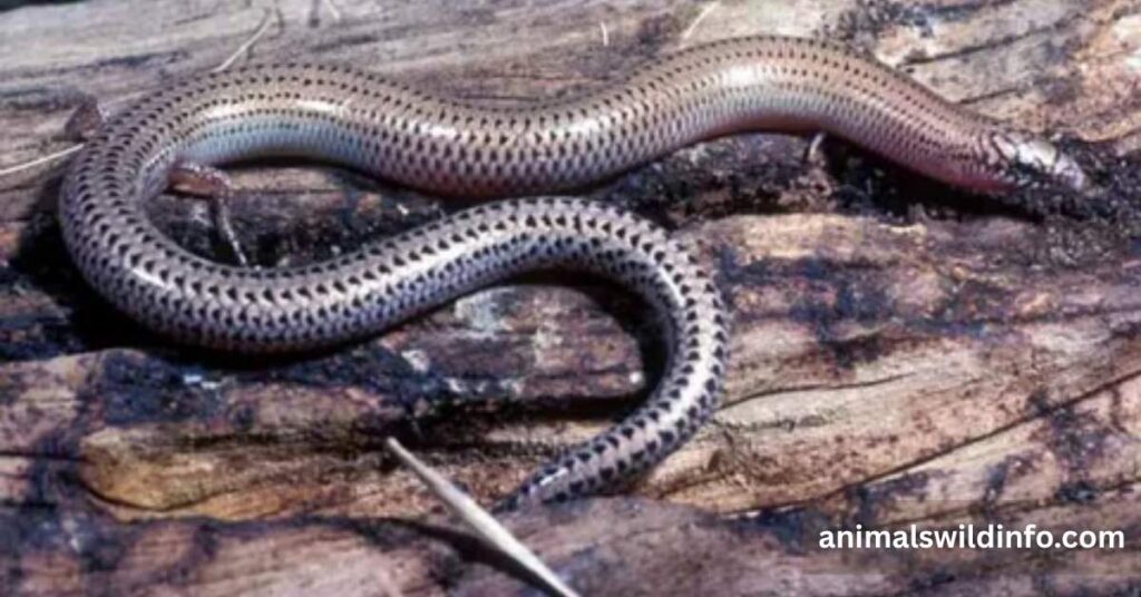 Why Did Some Animals Evolve Without Legs?