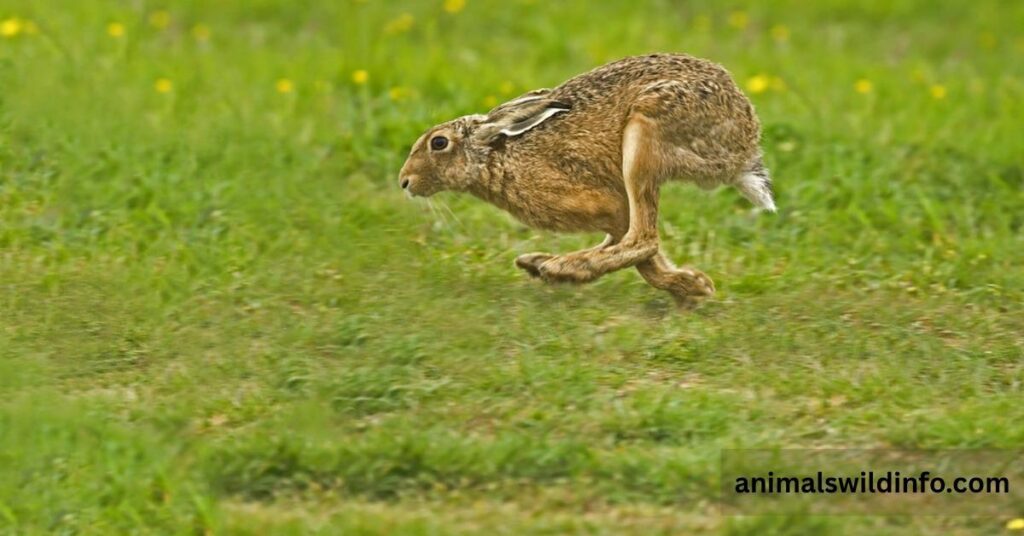 Why Do Animals Gallop?