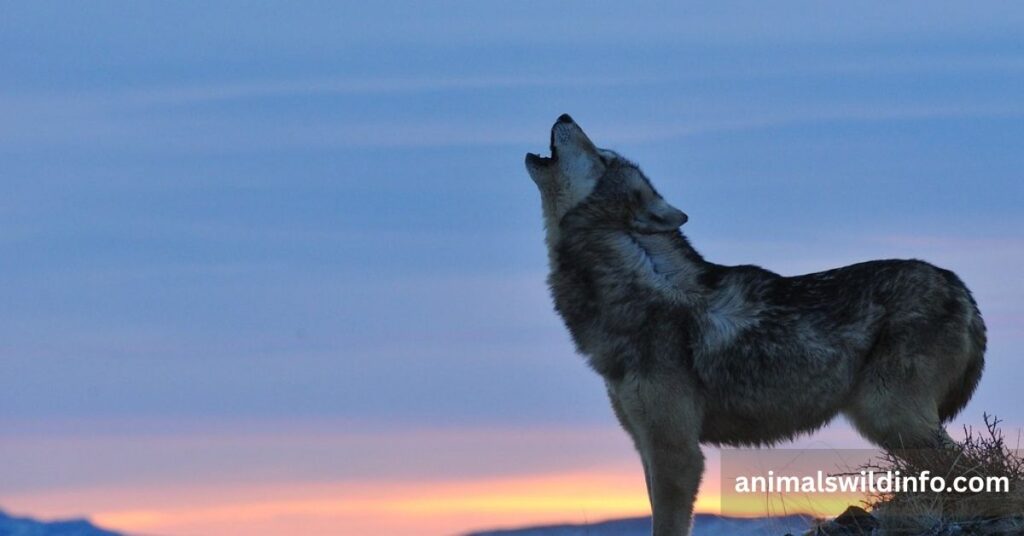 Why Do Wolves Howl At Night?