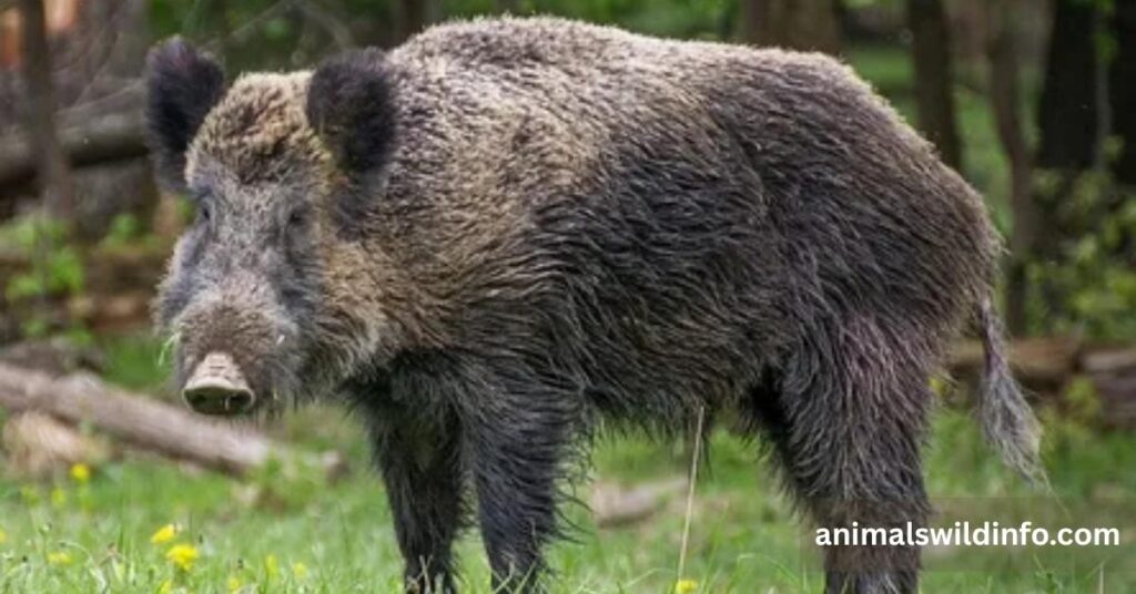 Wild Boar