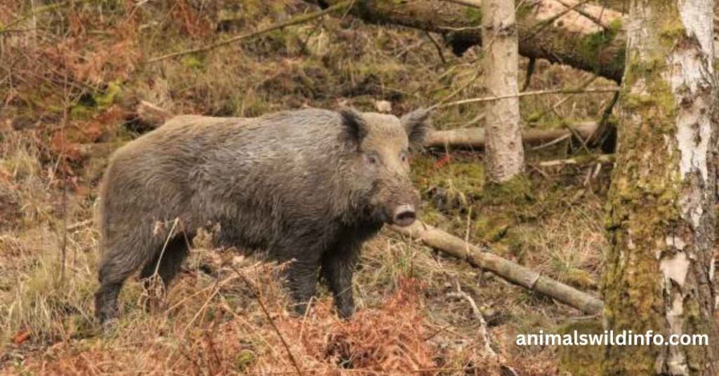 Wild Boar