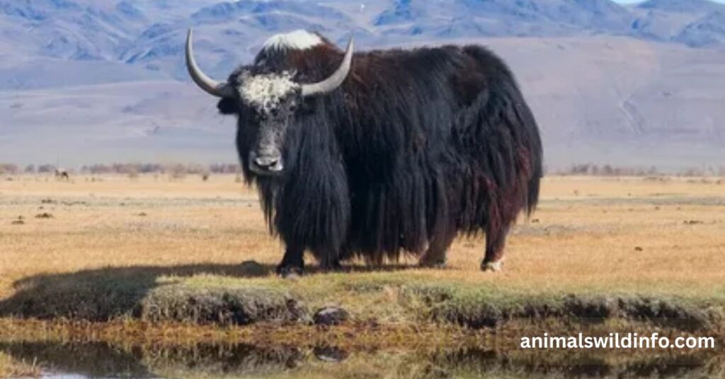 Wild Yak