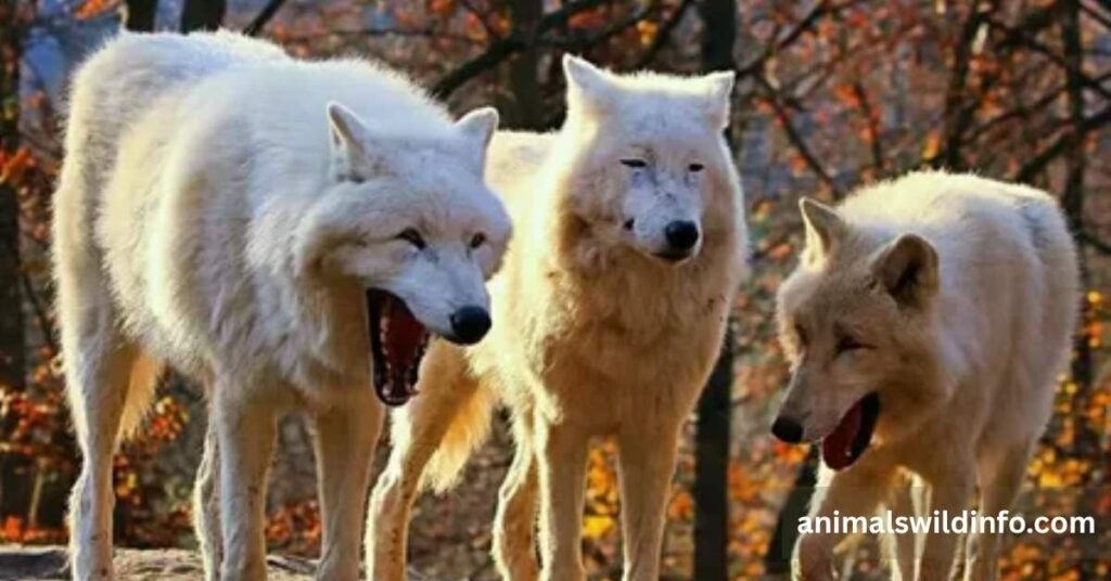 Wolves