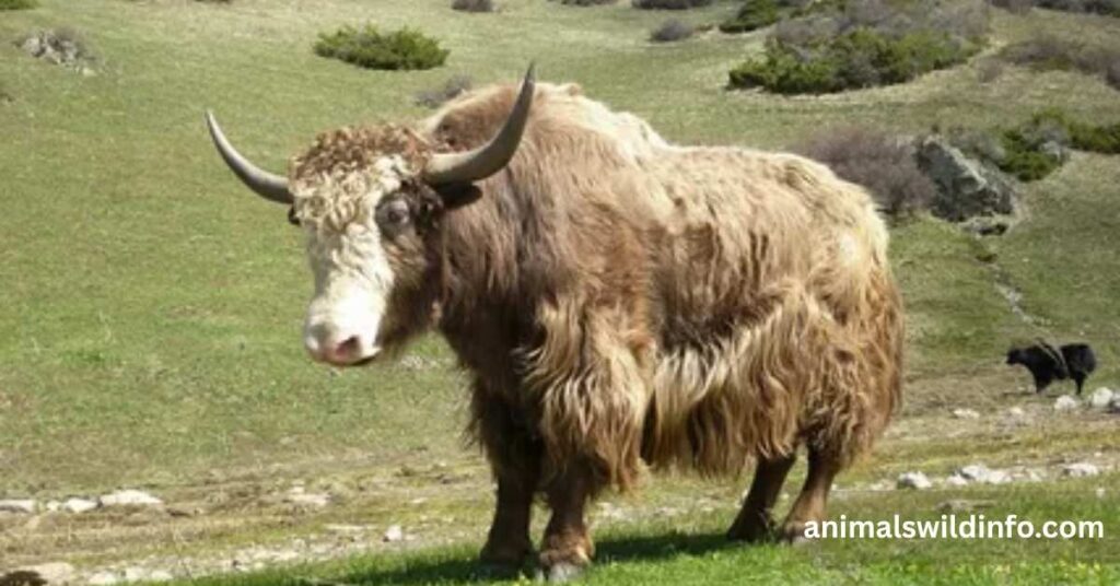 Yak