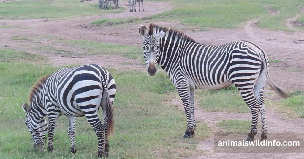 Zebra