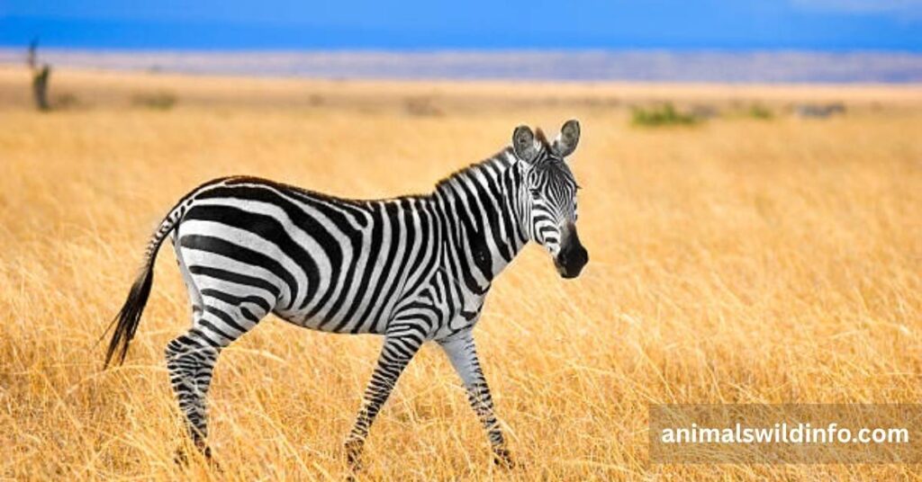 Zebra