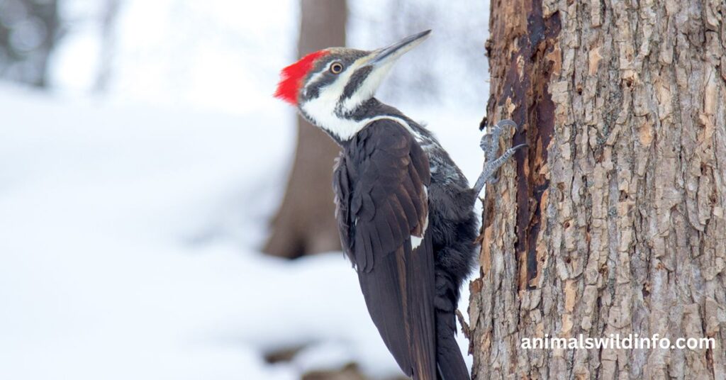 American Three-toed Woodpecker
