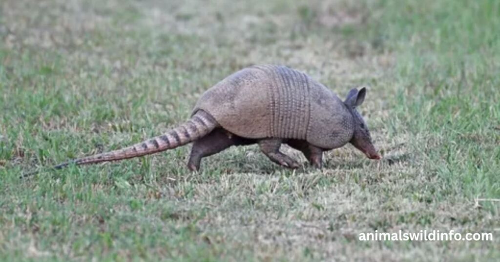 Animals That Are Deaf