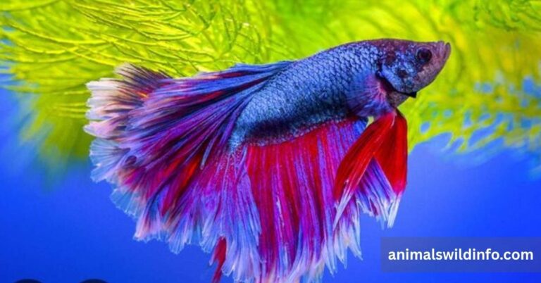 Animals That Are Not Mammals