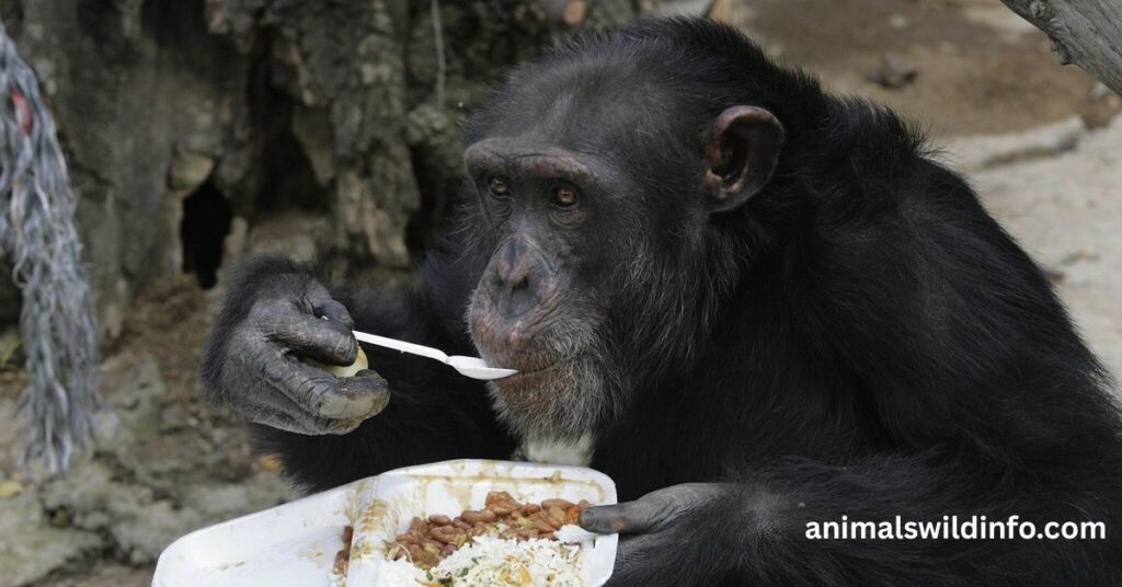 Animals That Eat Coconuts