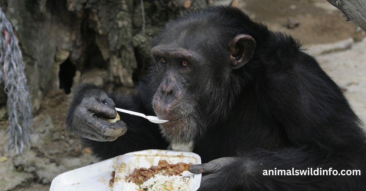 Animals That Eat Coconuts