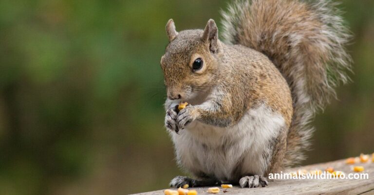 Animals That Eat Corn
