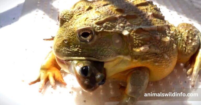 Animals That Eat Frogs