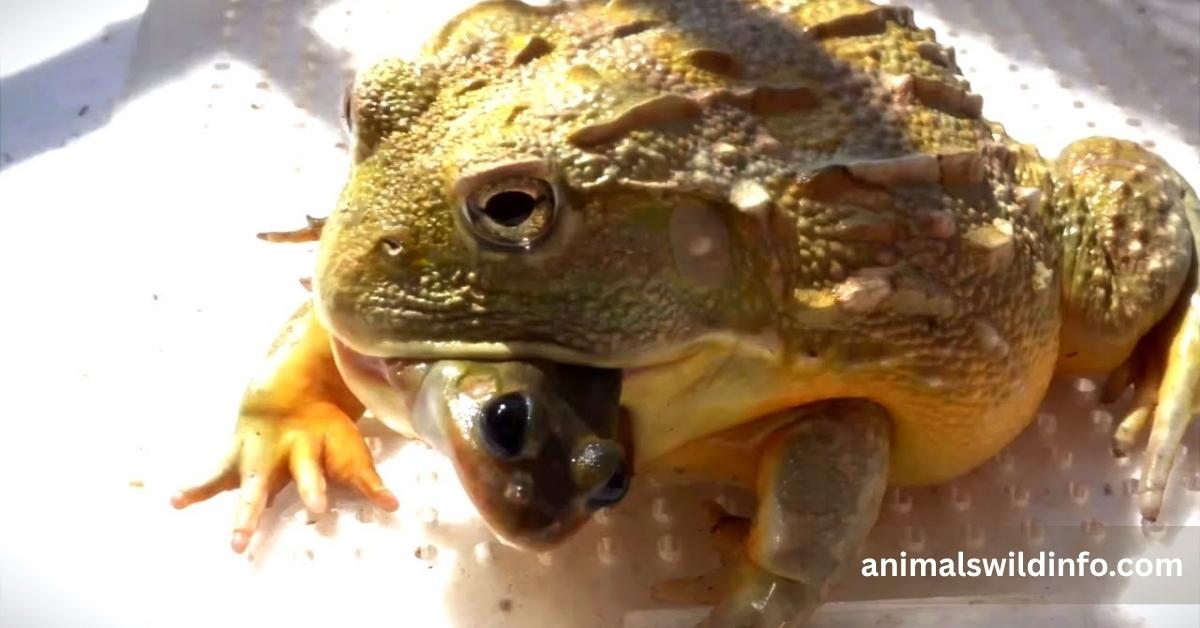 Animals That Eat Frogs