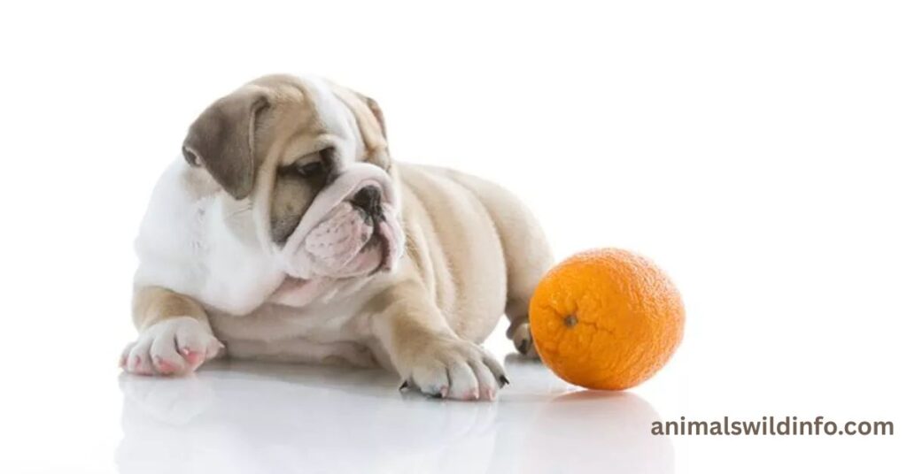 Animals That Eat Oranges