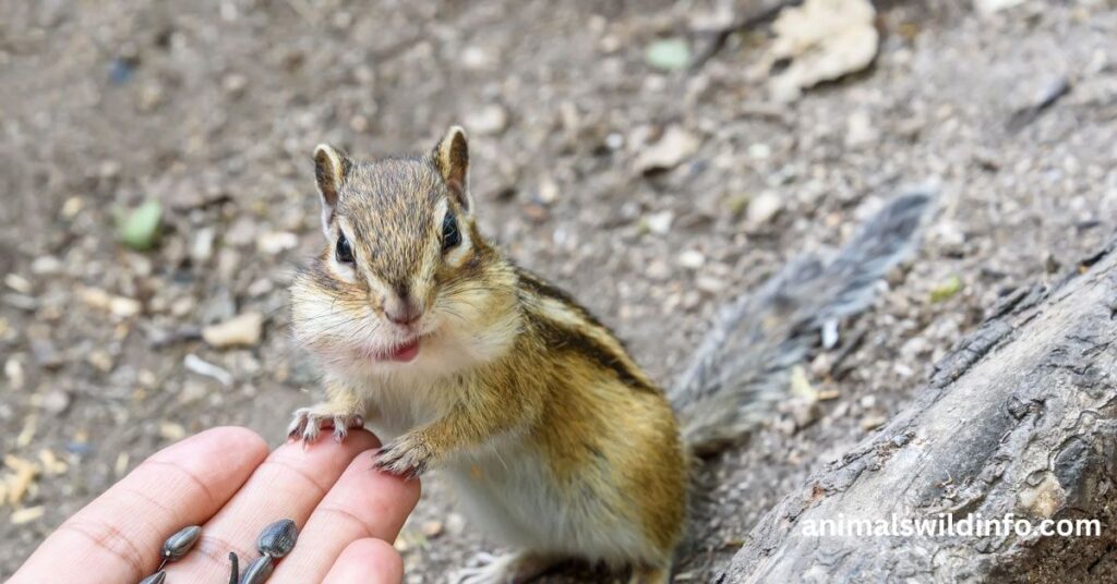 Animals That Eat Seeds
