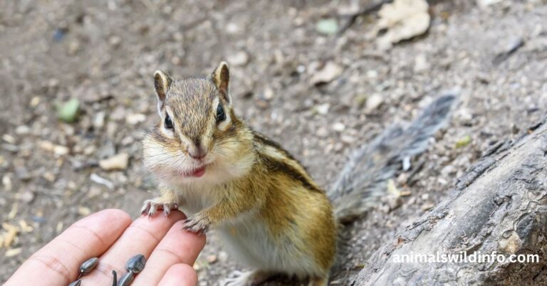 Animals That Eat Seeds