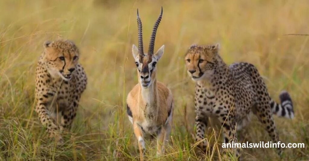 Animals That Live in Fields