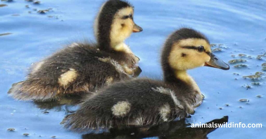 Animals That Waddle