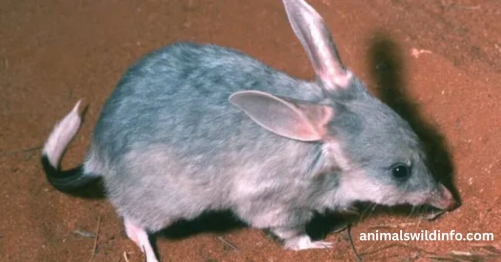 Animals With Small Ears