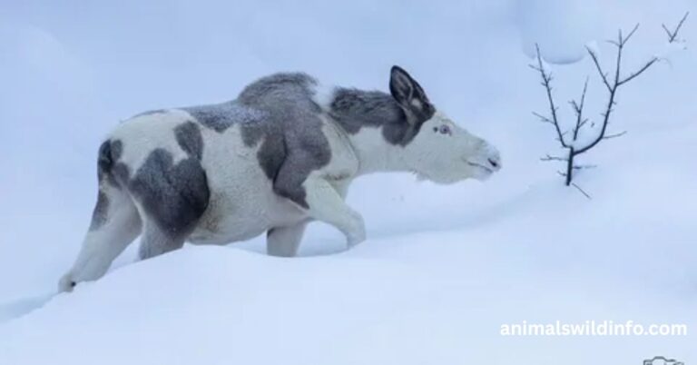 Animals With Spots