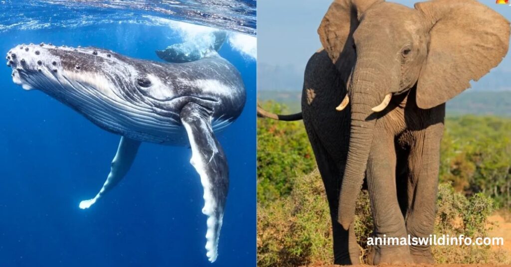 Animals With the Biggest Brains