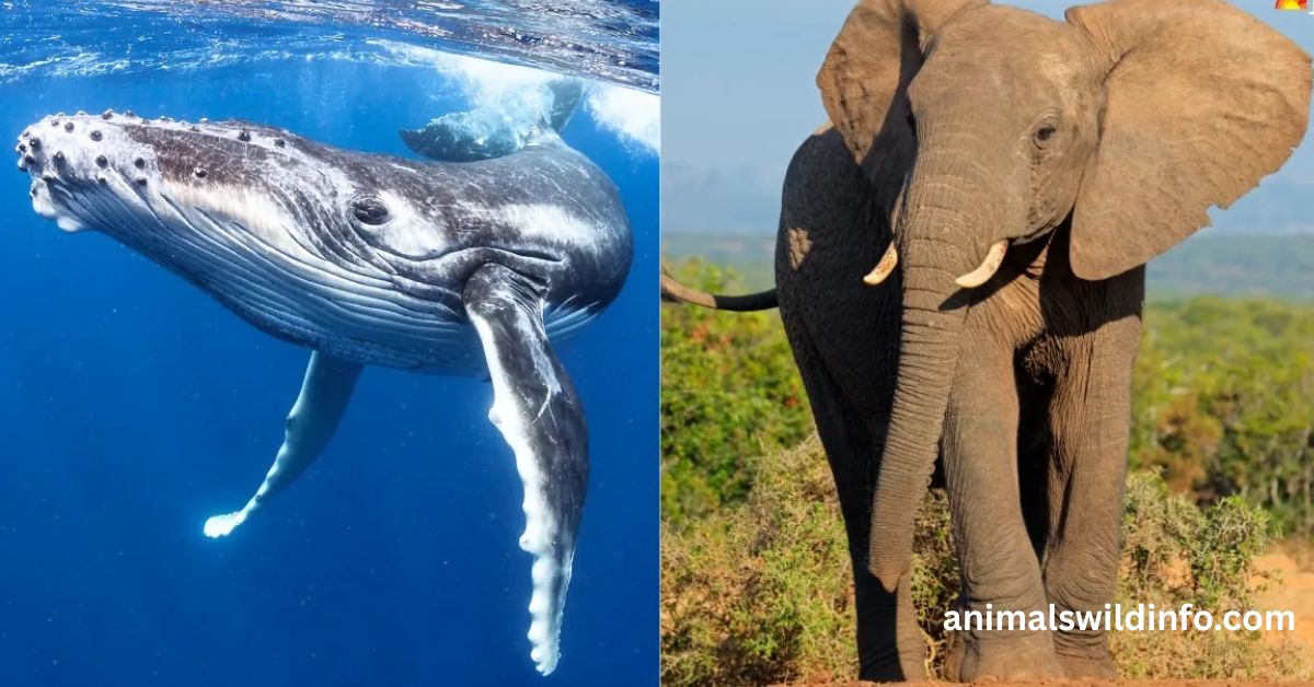 Animals With the Biggest Brains