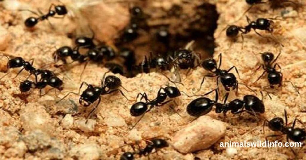 Ants