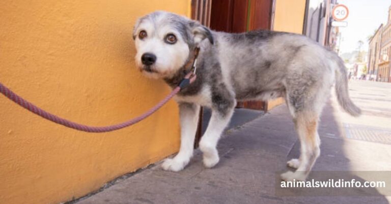 Anxious Animals in the World