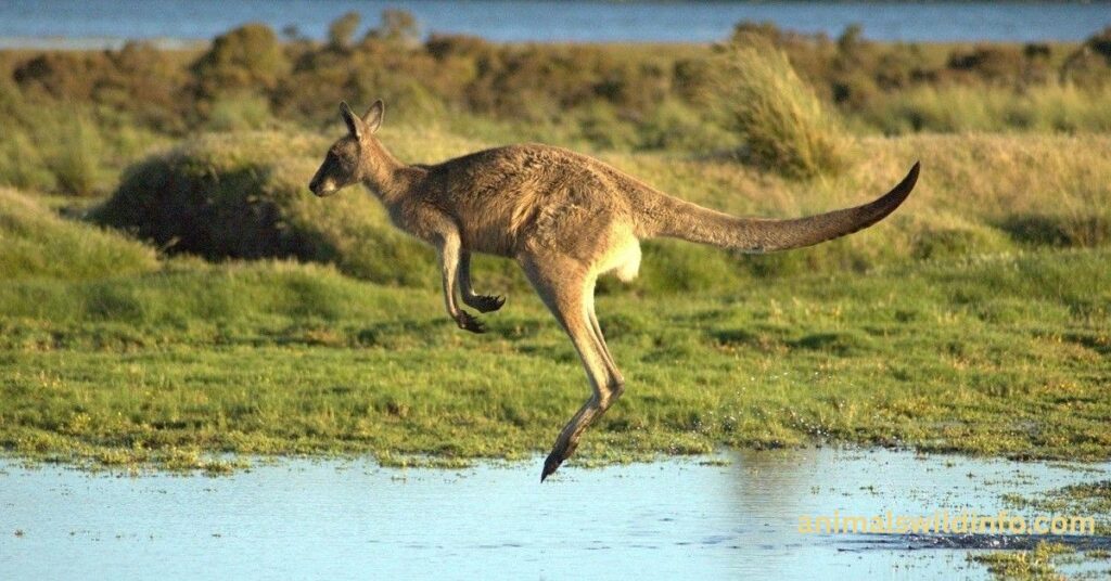 Are Kangaroos Smart Animals?