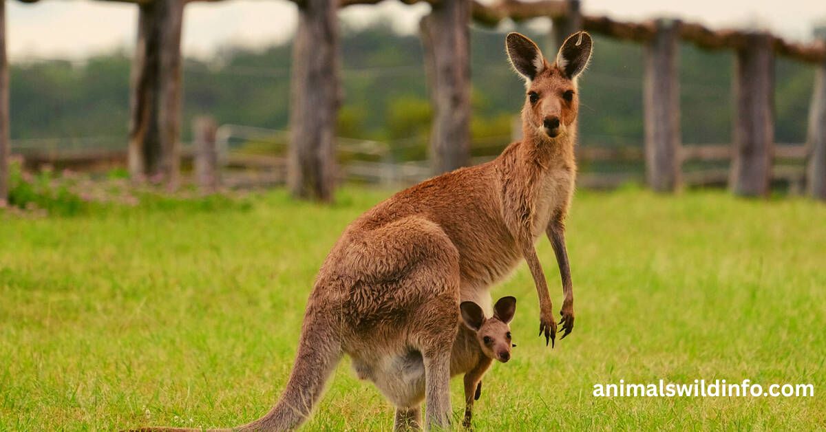 Are Kangaroos Smart