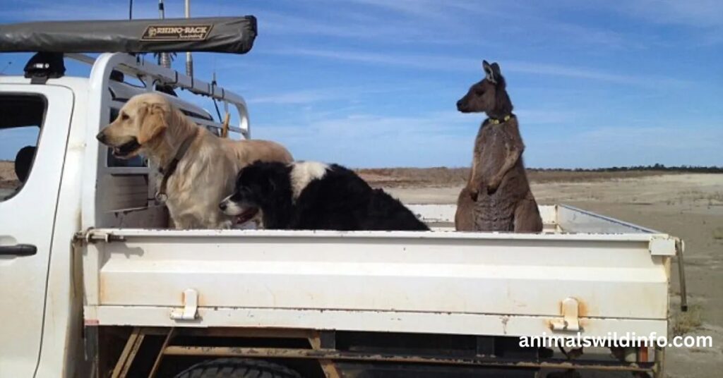 Are Kangaroos Smarter Than Dogs?