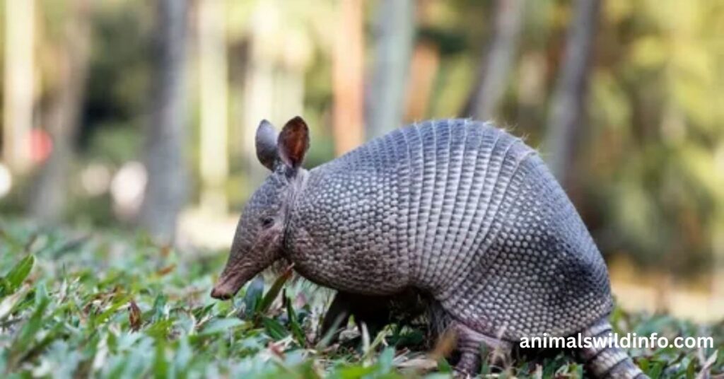 Armadillos