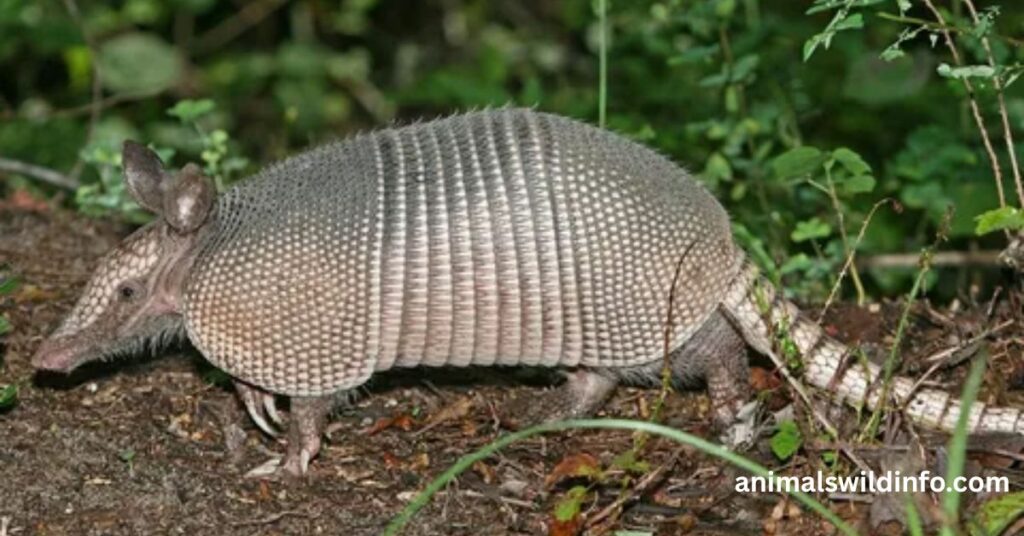 Armadillos