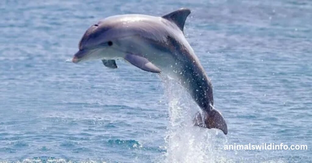 Atlantic Spotted Dolphin
