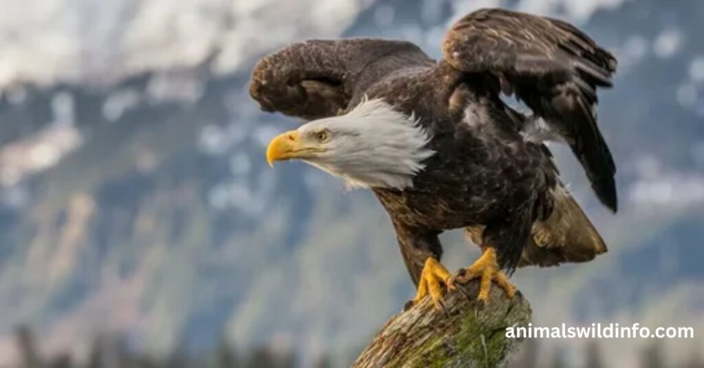 Bald Eagle