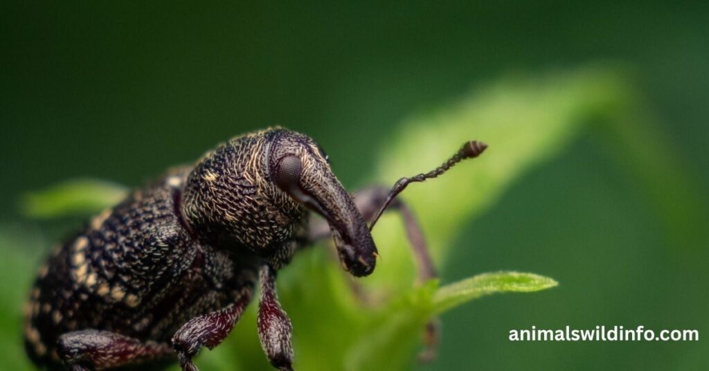 Bean Weevil