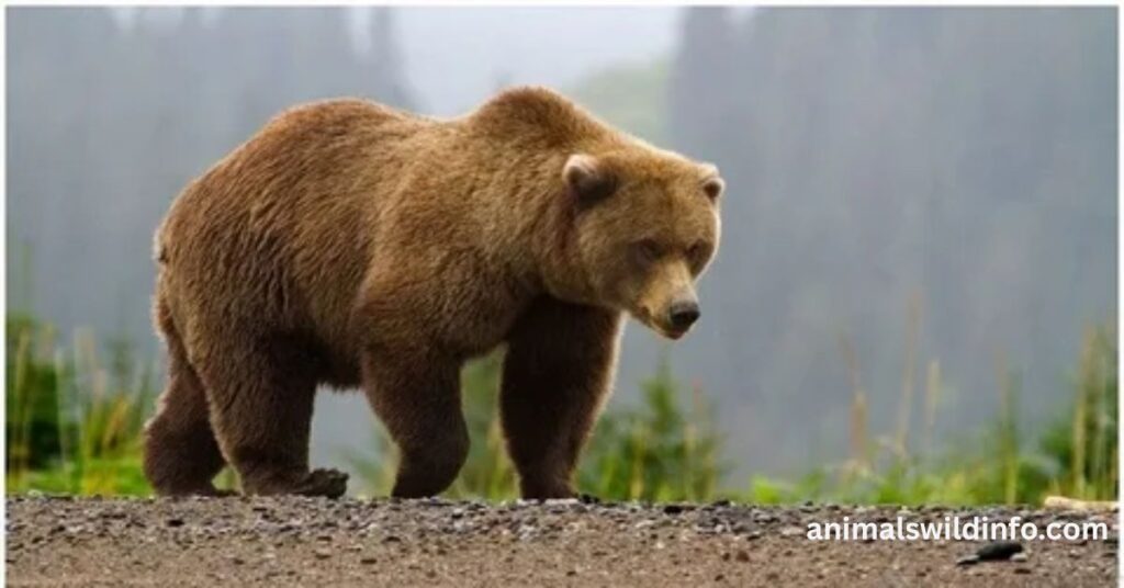 Bears