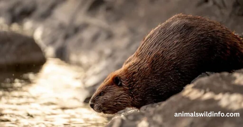 Beaver